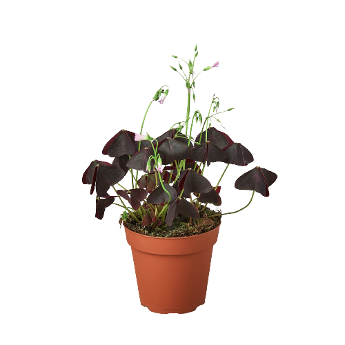 A potted plant with black leaves on a black background, perfect for top garden centers near me.