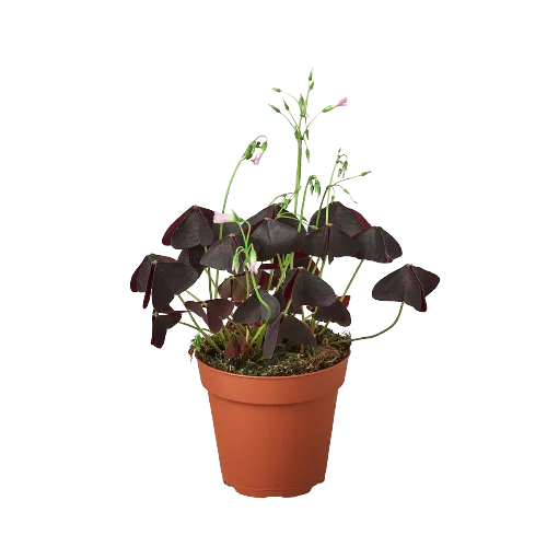 A potted plant with black leaves on a black background, perfect for top garden centers near me.