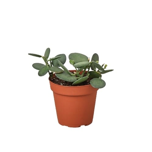 A small plant in a pot on a white background, perfect for your best garden nursery near me.