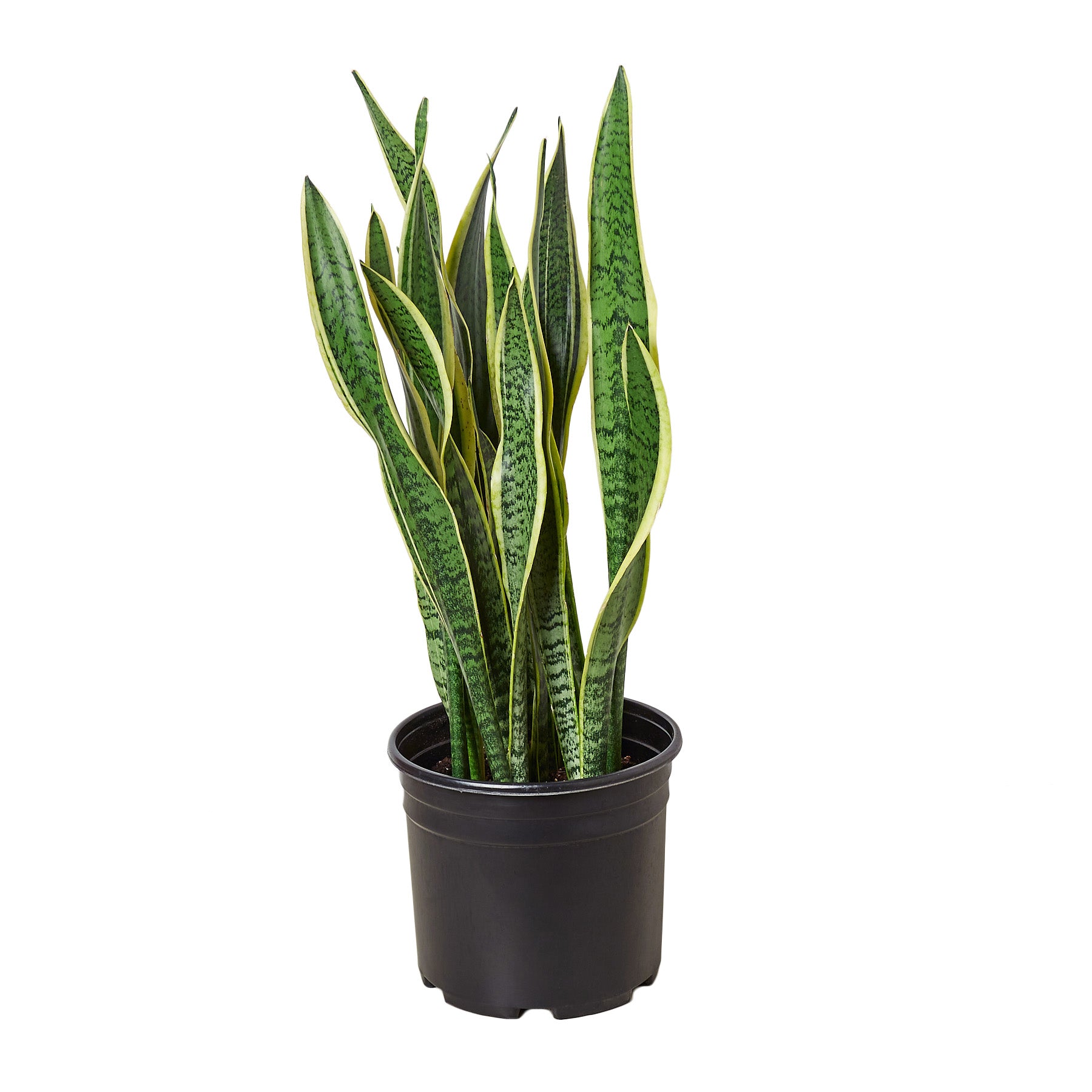 A snake plant in a black pot on a white background, available at the best plant nursery near me.