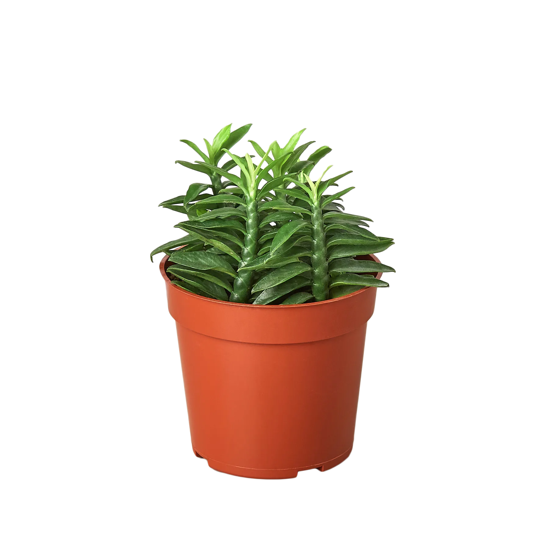A plant in a red pot on a white surface, available at the best plant nursery near me.