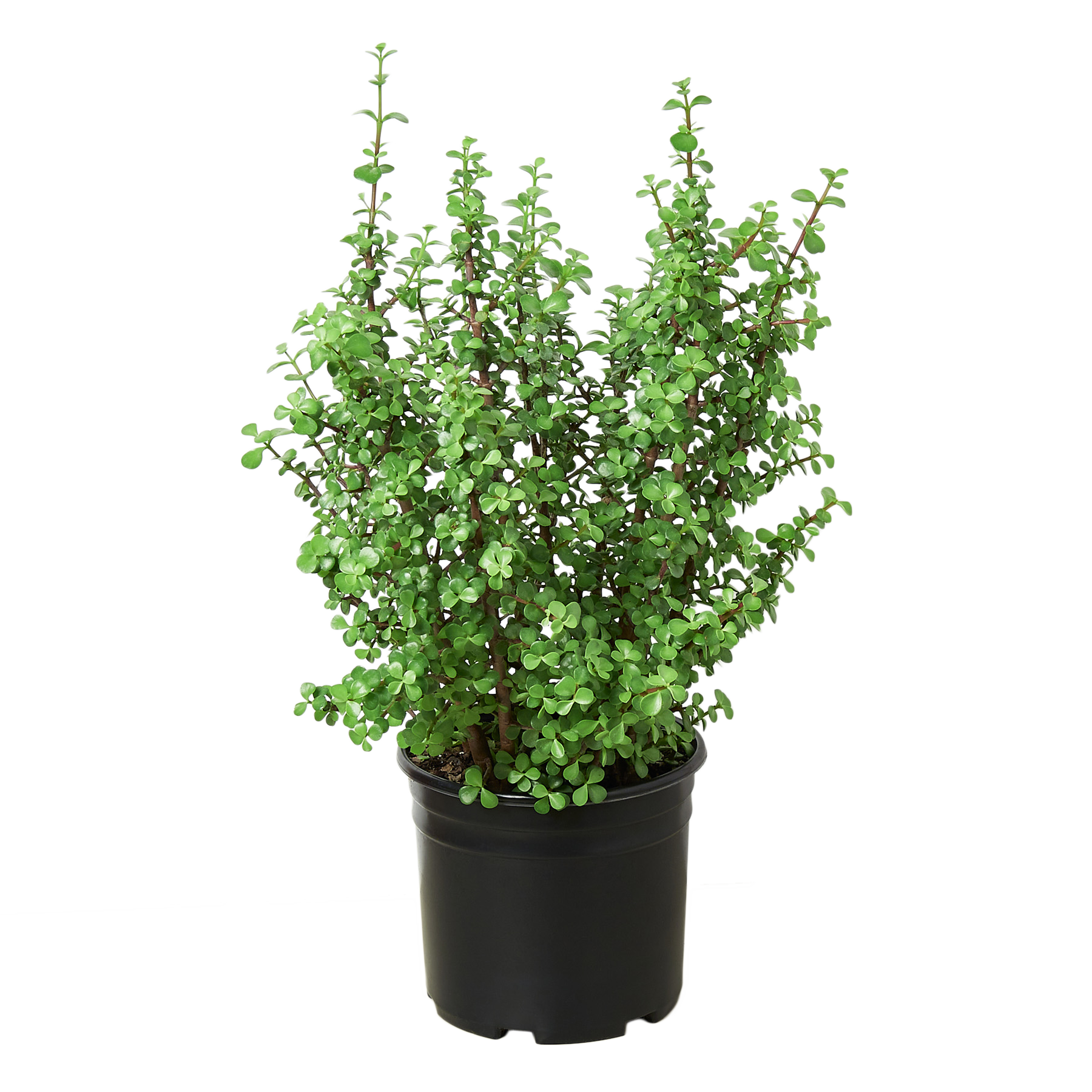 A small plant in a black pot on a table at the best plant nursery near me.