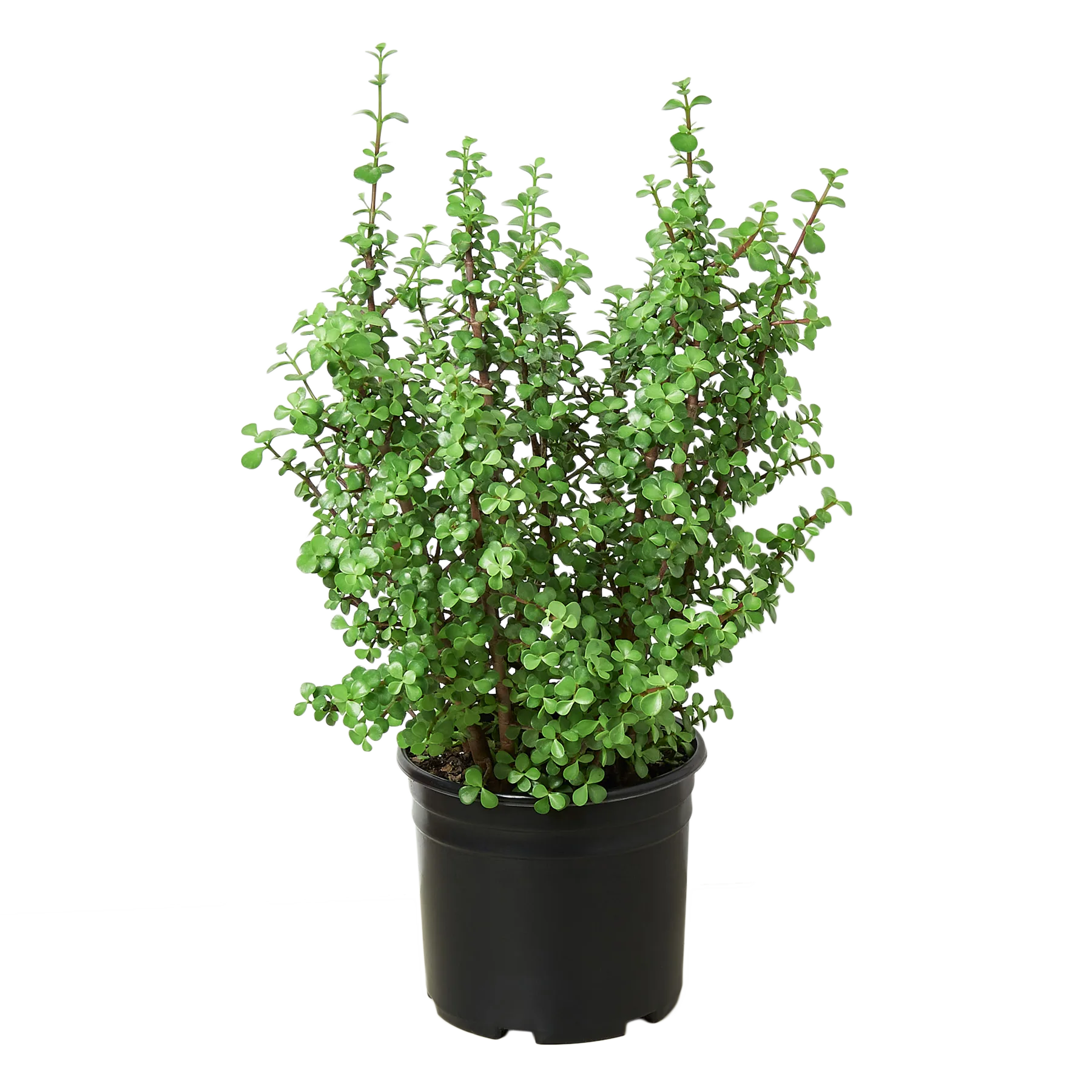 A small plant in a black pot on a table at the best plant nursery near me.