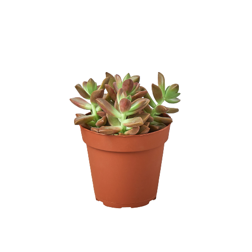 A succulent plant in a pot on a black background at a top garden center.