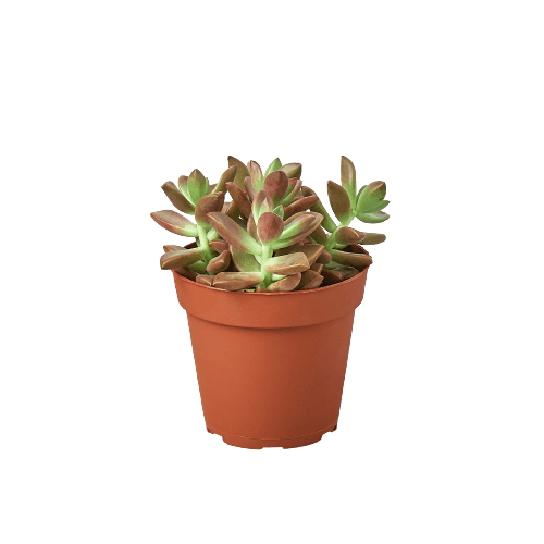 A succulent plant in a pot on a black background at a top garden center.