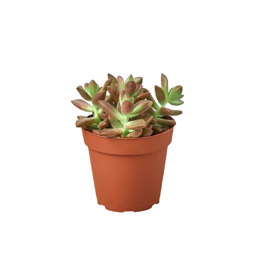 A succulent plant in a pot on a black background at a top garden center.