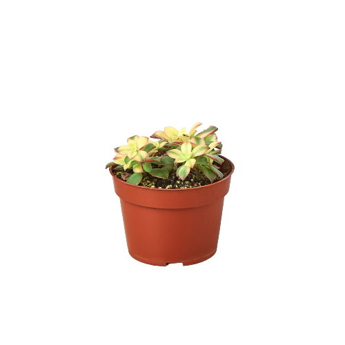 A small plant in a pot on a black background displayed at the best garden center near me.