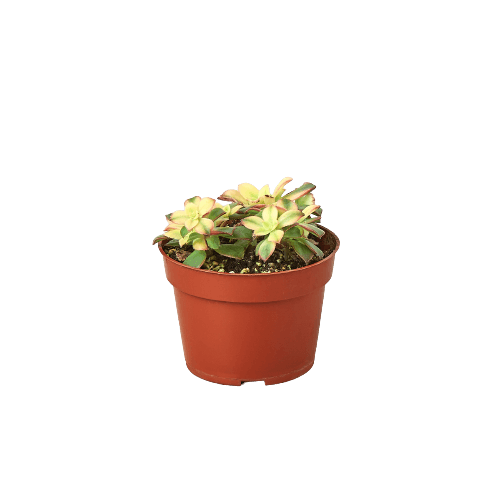 A small plant in a pot on a black background displayed at the best garden center near me.