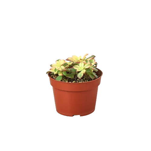 A small plant in a pot on a black background displayed at the best garden center near me.