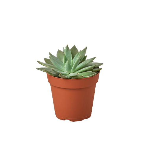 A small succulent plant in a pot on a black background, showcasing the best plant nursery near me.