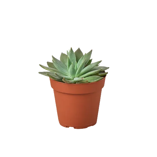 A small succulent plant in a pot on a black background, showcasing the best plant nursery near me.
