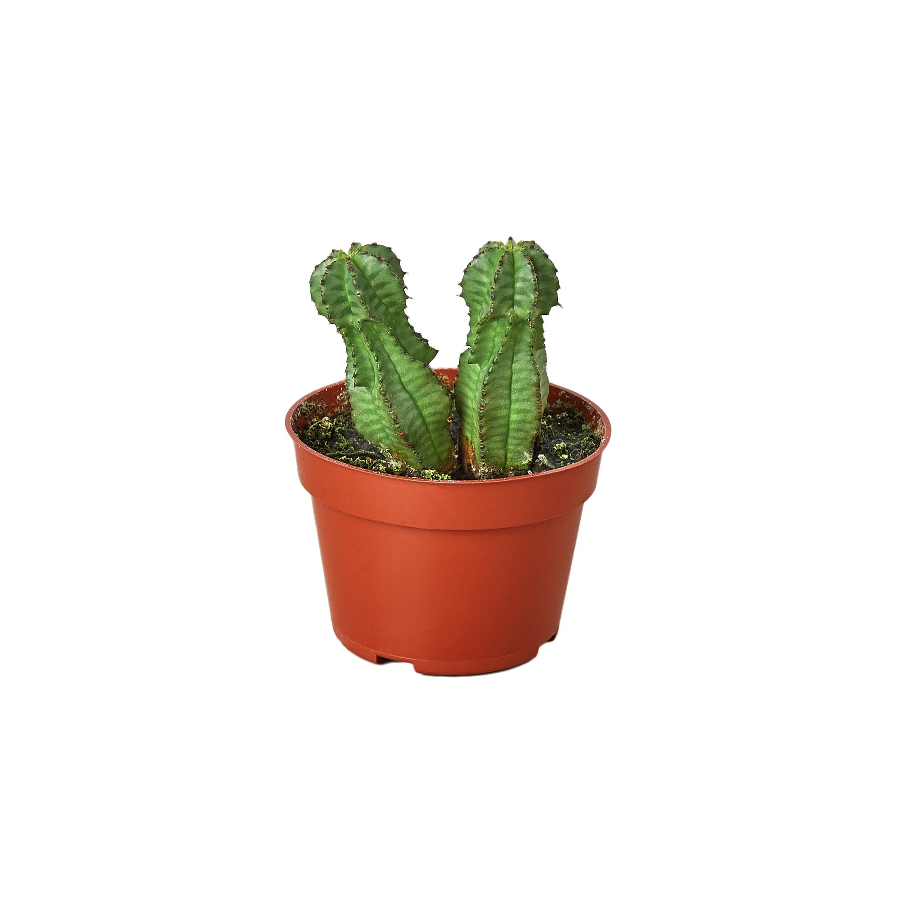 Two cactus plants in a pot on a white background, available at the best garden nursery near me.