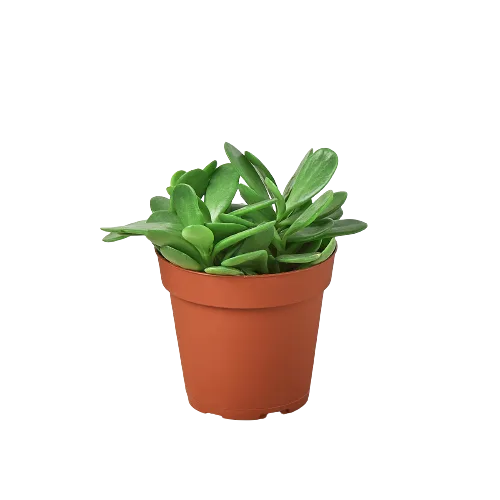 A small plant in a pot on a black background, showcasing the best garden center near me.