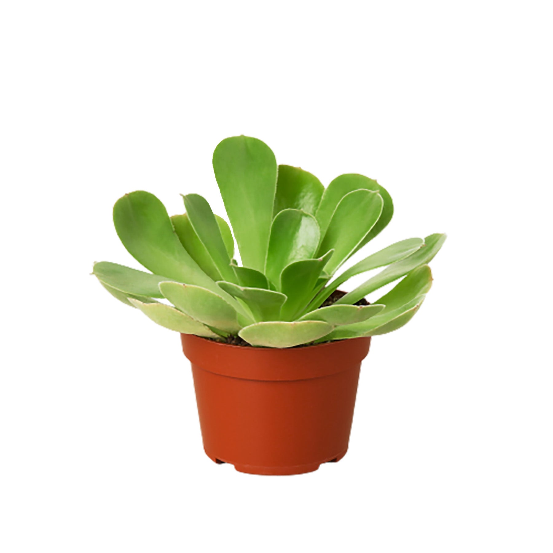 A succulent plant in a pot on a white background, available at one of the top plant nurseries near me.