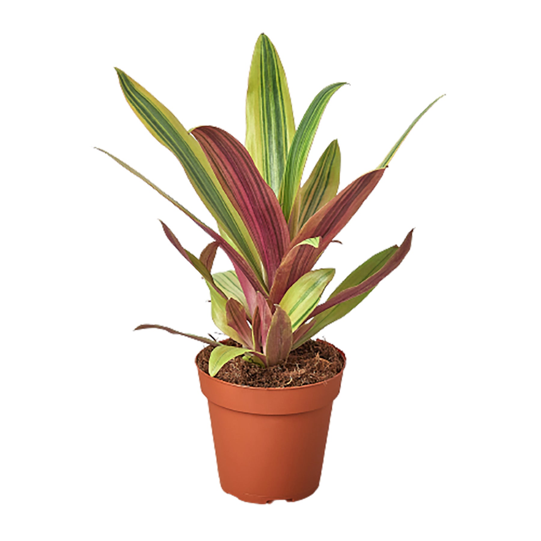Find the best garden center near me for a stunning plant in a pot with vibrant red and green leaves.