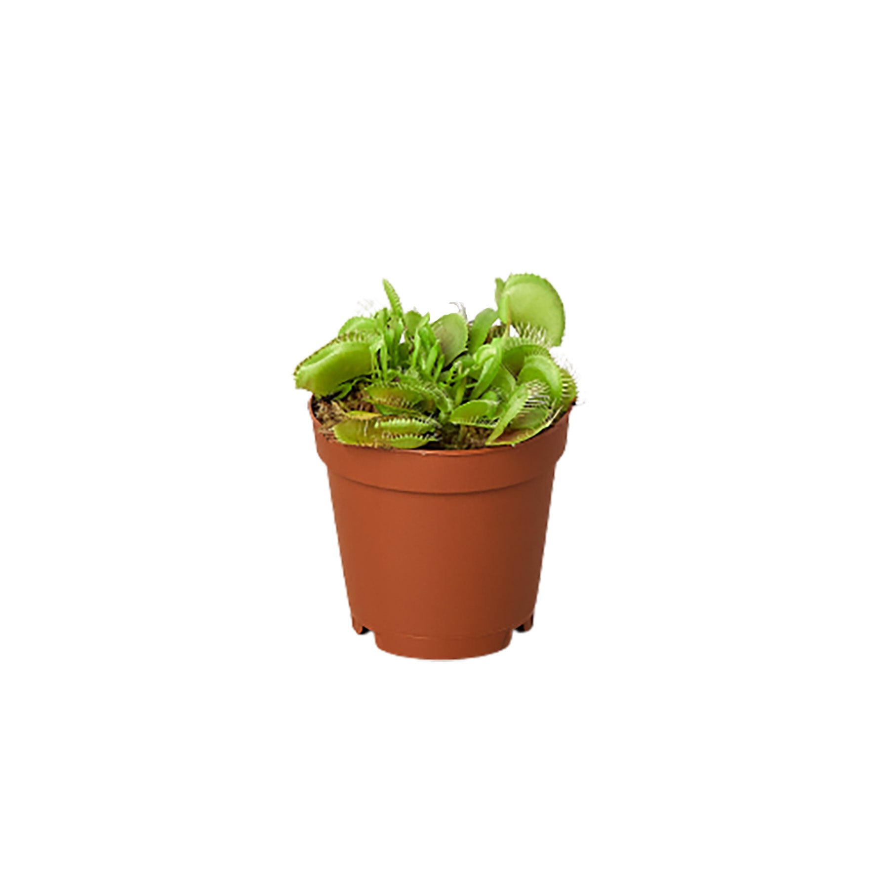 A pot with green plants in it on a white background, purchased from one of the top plant nurseries near me.