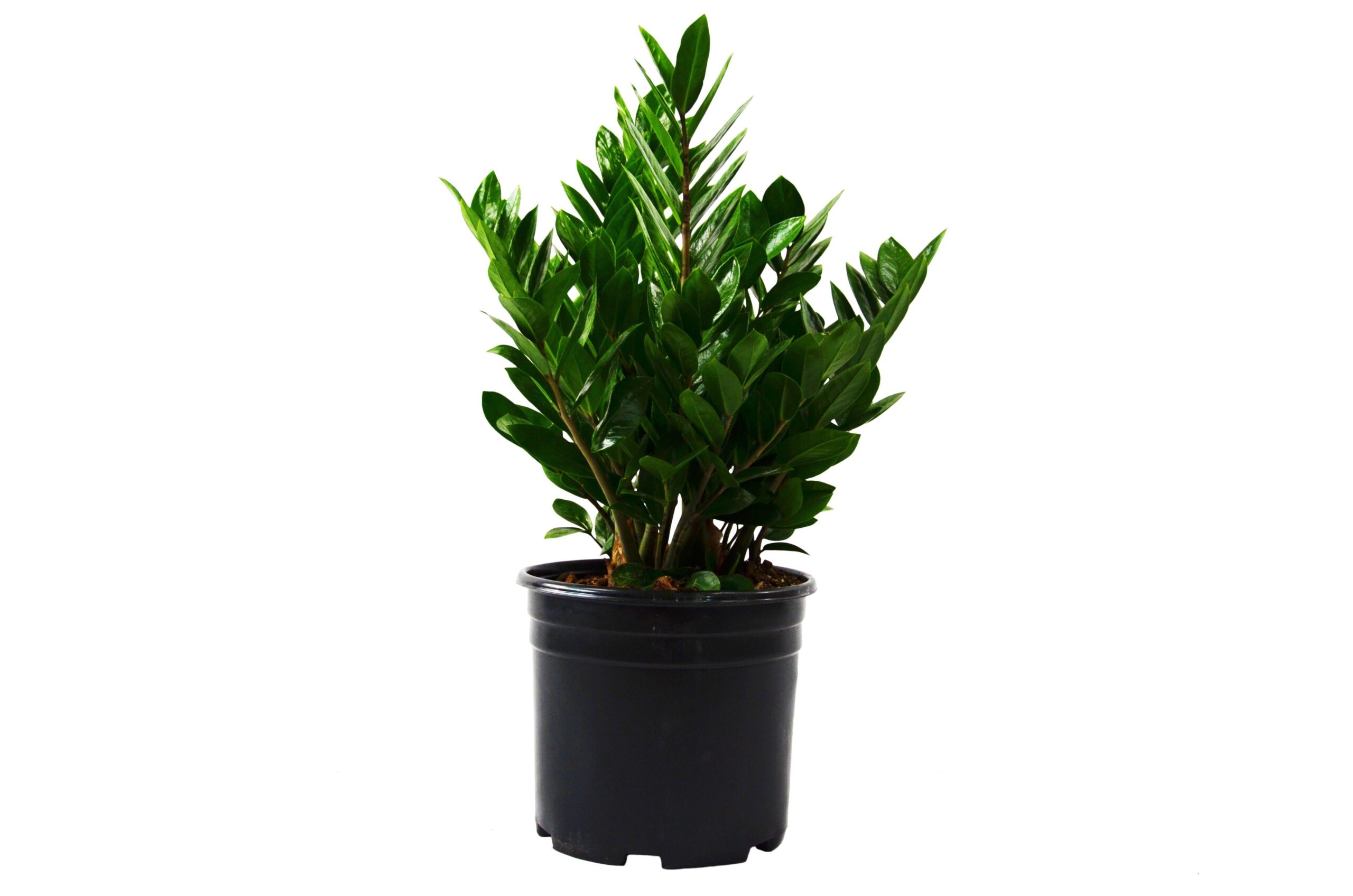 A small plant in a black pot on a white background at the best garden nursery near me.