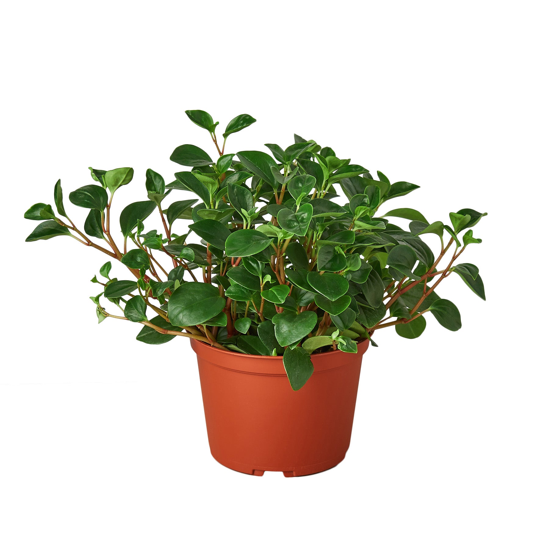 A plant in a pot on a white background, sourced from one of the top garden centers near me.