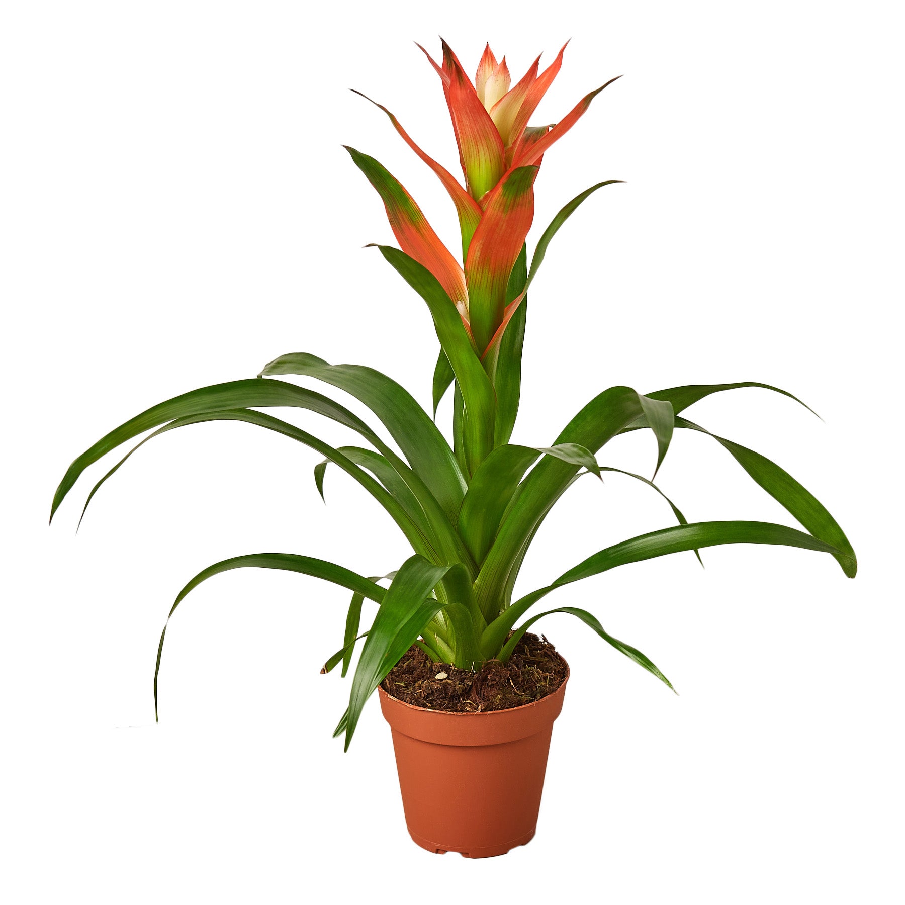 A tropical plant in a pot on a white background from the best garden nursery near me.