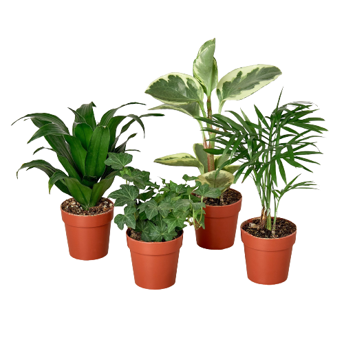 Four potted plants on a black background at one of the top plant nurseries near me.