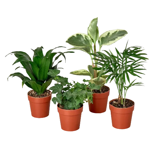 Four potted plants on a black background at one of the top plant nurseries near me.
