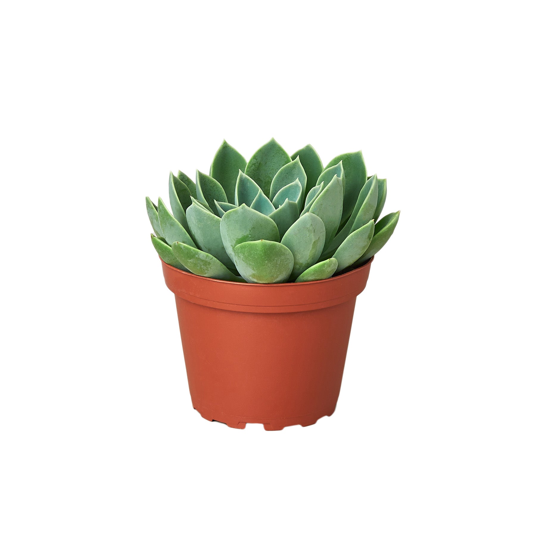 A succulent plant in a pot on a white background, available at the best garden nursery near me.