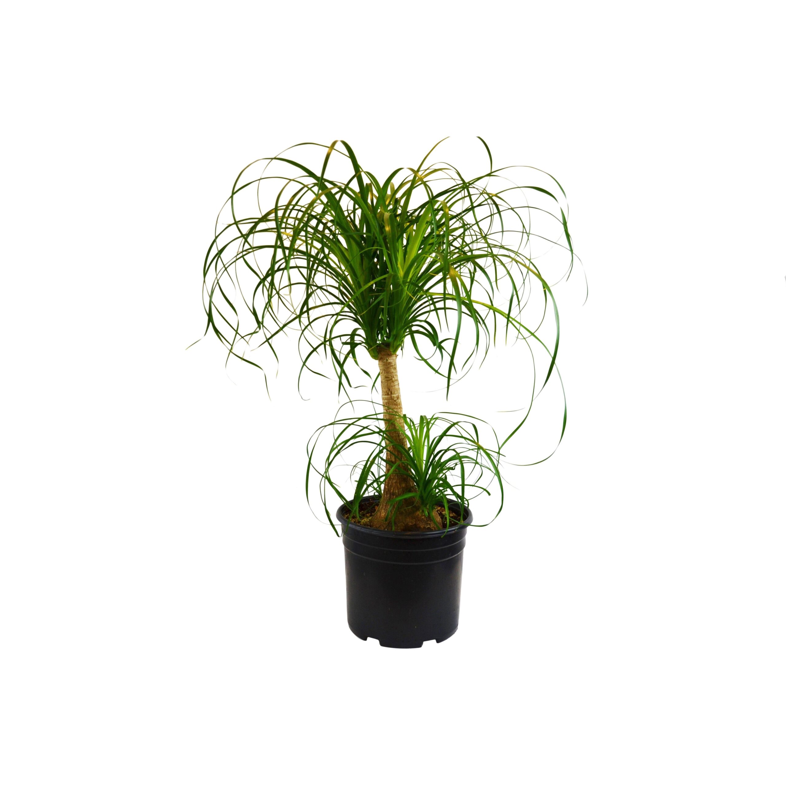 A small plant in a black pot, displayed on a white background at the best garden center near me.