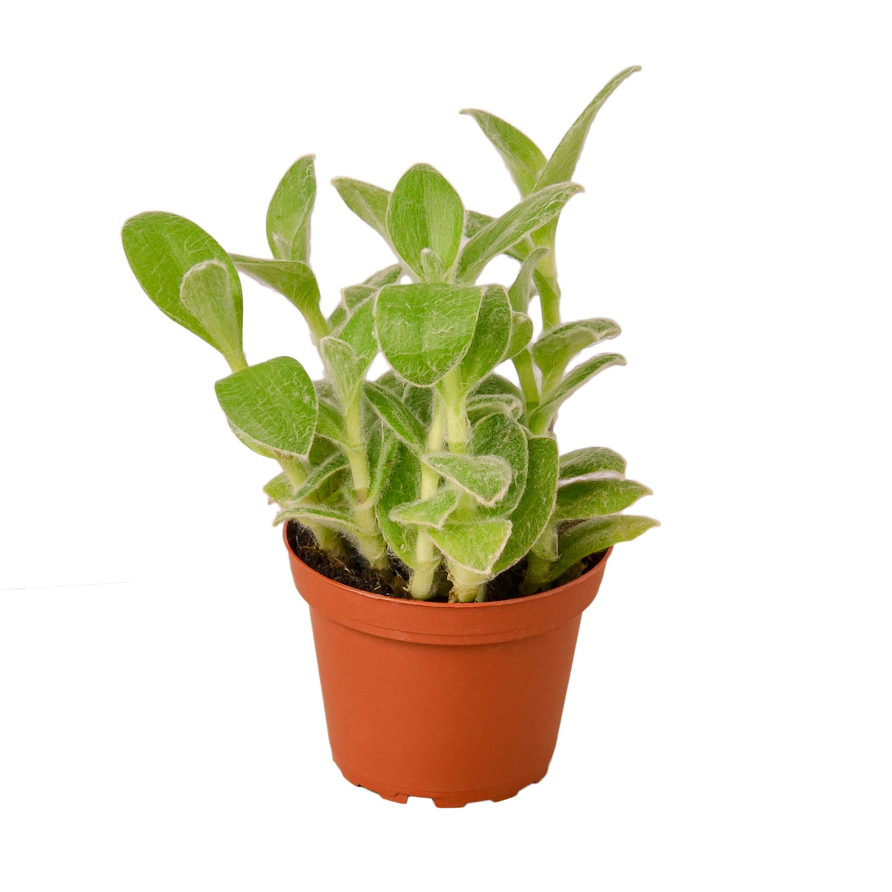 A small plant in a pot on a white background at one of the top plant nurseries near me.