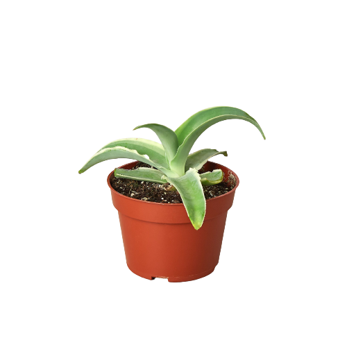 Aloe vera plant in a pot showcased against a black background.