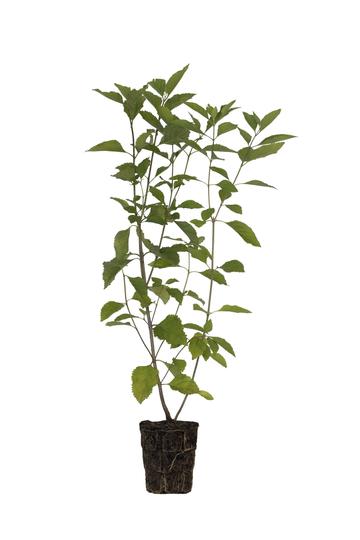 A small plant in a pot on a white background, available at the best garden center near me.