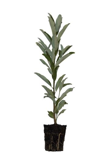 A small plant in a pot on a white background at the top garden center near me.