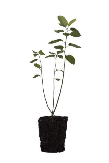 A small plant in a pot on a white background, perfect for the best plant nursery near me.