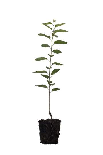 A small tree in a pot on a white background, available at the best plant nursery near me.