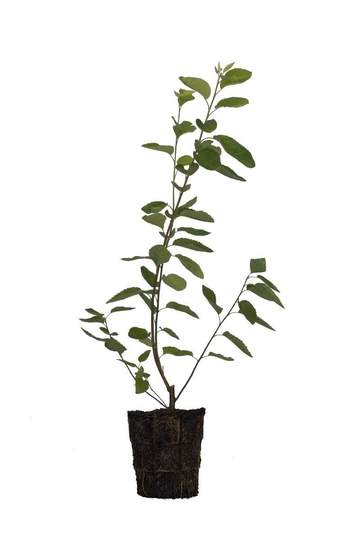 A small plant in a pot on a white background at the best plant nursery near me.