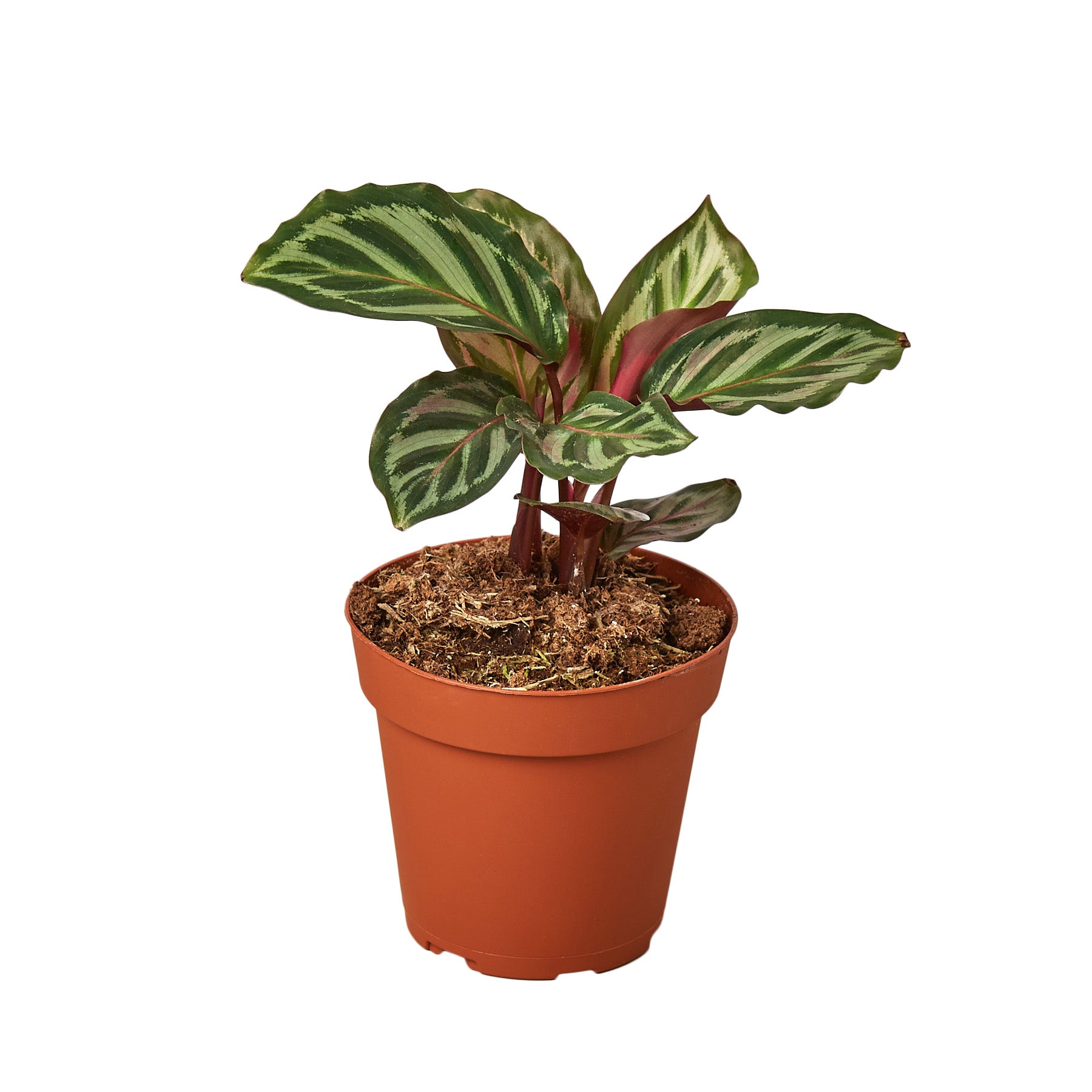 A small plant in a pot on a white background at one of the best plant nurseries near me.