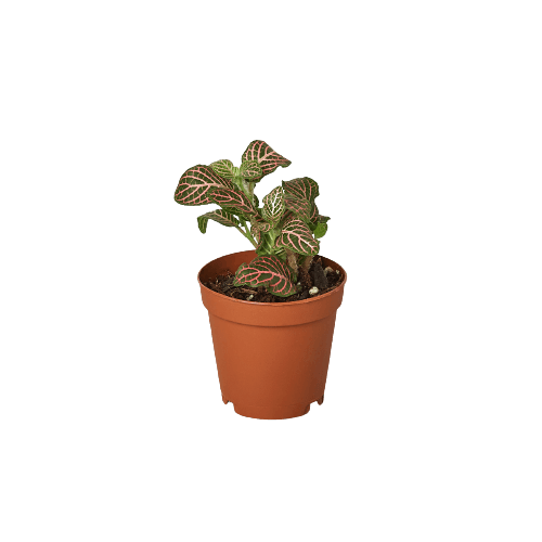 A small plant in a pot on a black background, showcasing the best plant nursery near me.