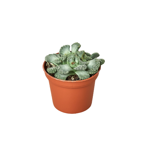 A succulent plant in a pot on a black background, available at the best garden nursery near me.