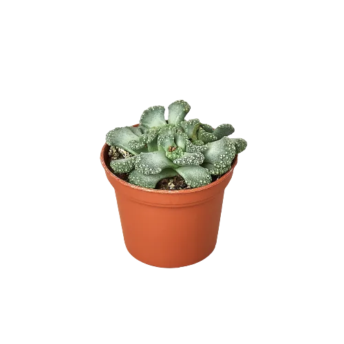 A succulent plant in a pot on a black background, available at the best garden nursery near me.