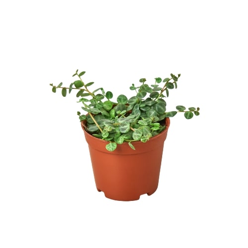 A small plant in a pot on a white background, showcasing the expertise of top plant nurseries near me.