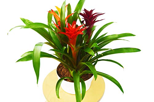 A stunning arrangement of tropical plants in a gold vase, showcasing the expertise of the best garden nursery near me.