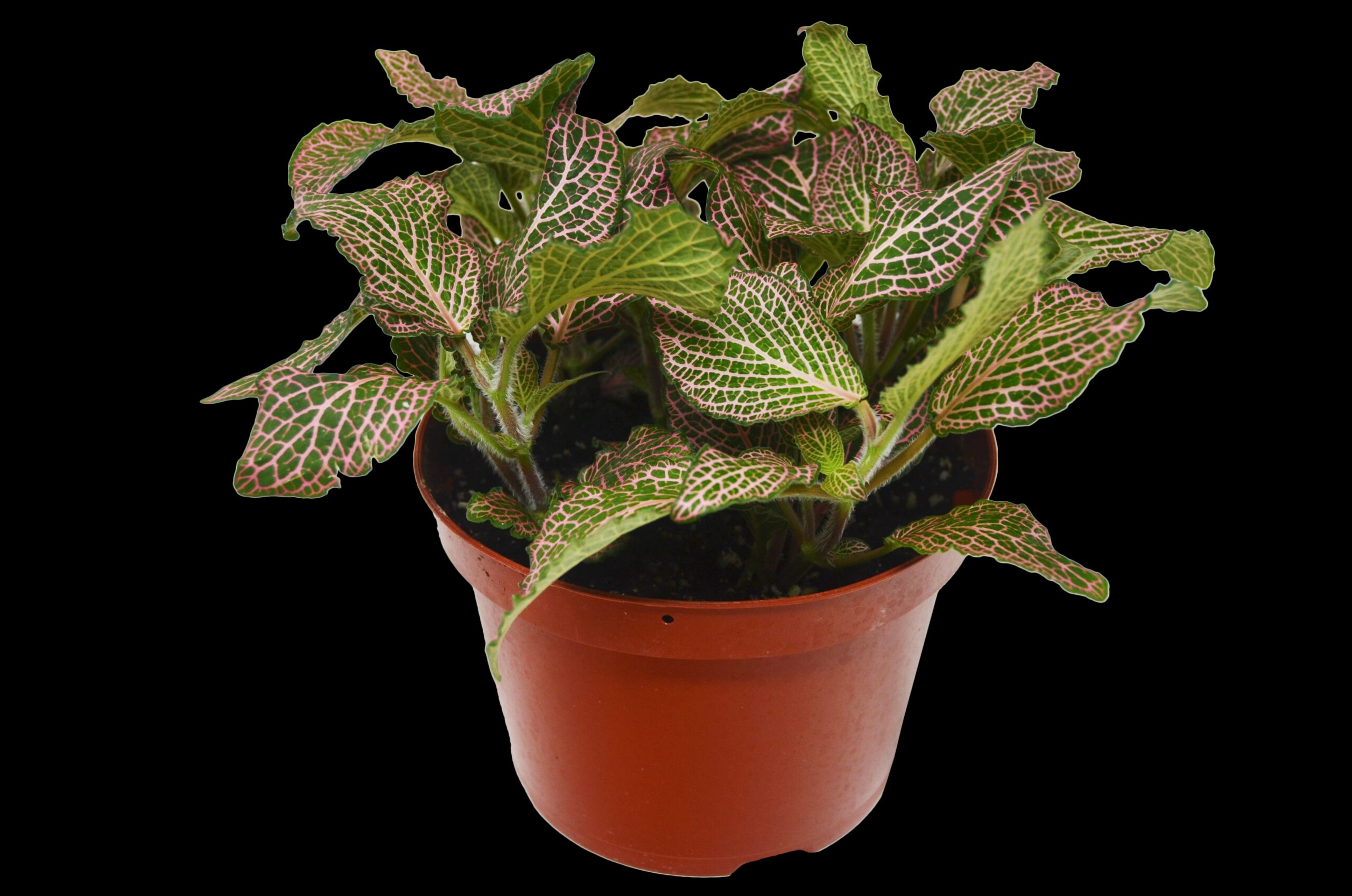 The best garden center near me offers a vibrant plant in a pot with red and green leaves.