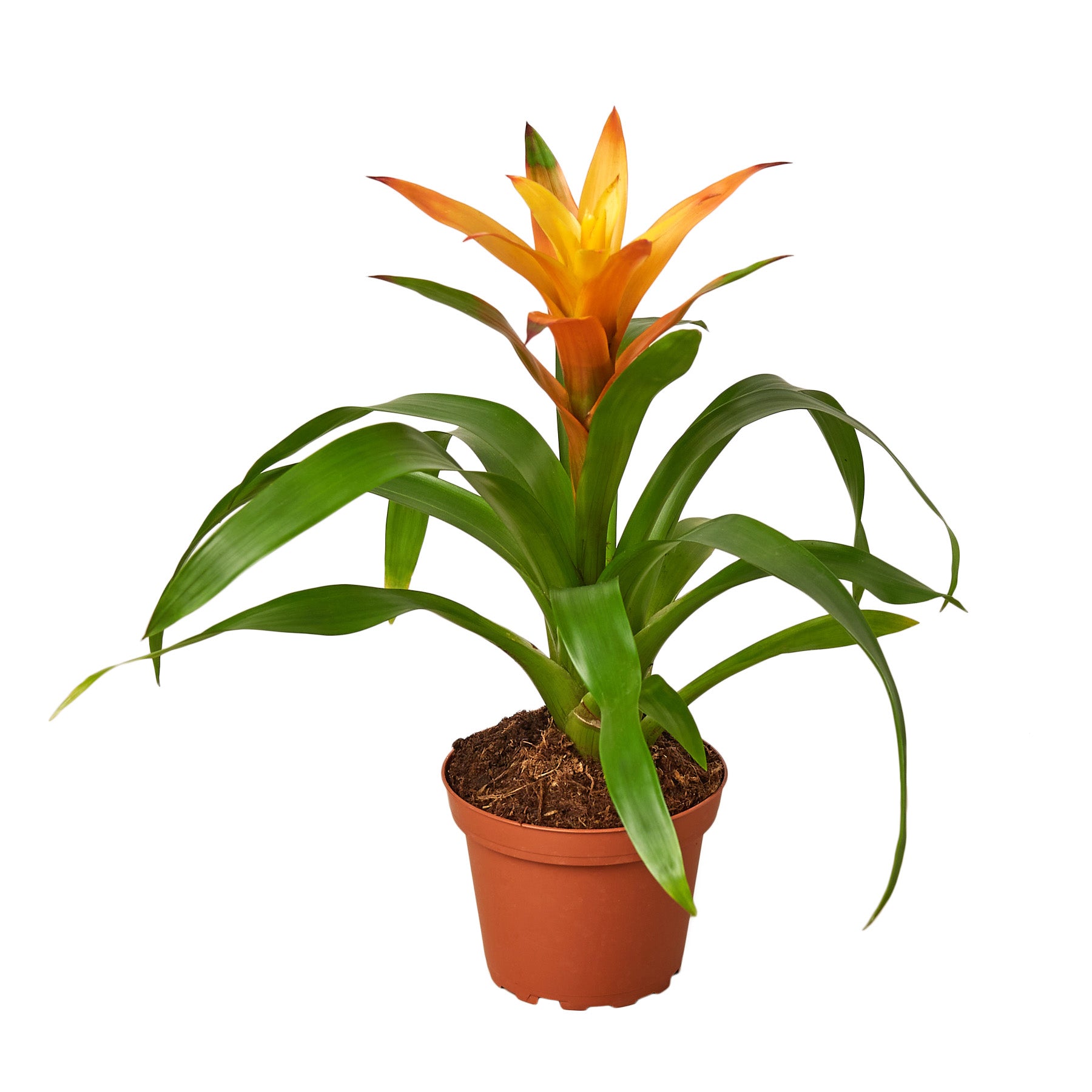 A tropical plant in a pot on a white background available at the best plant nursery near me.
