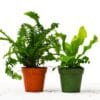 Two potted plants on a white background from a top plant nursery near me.