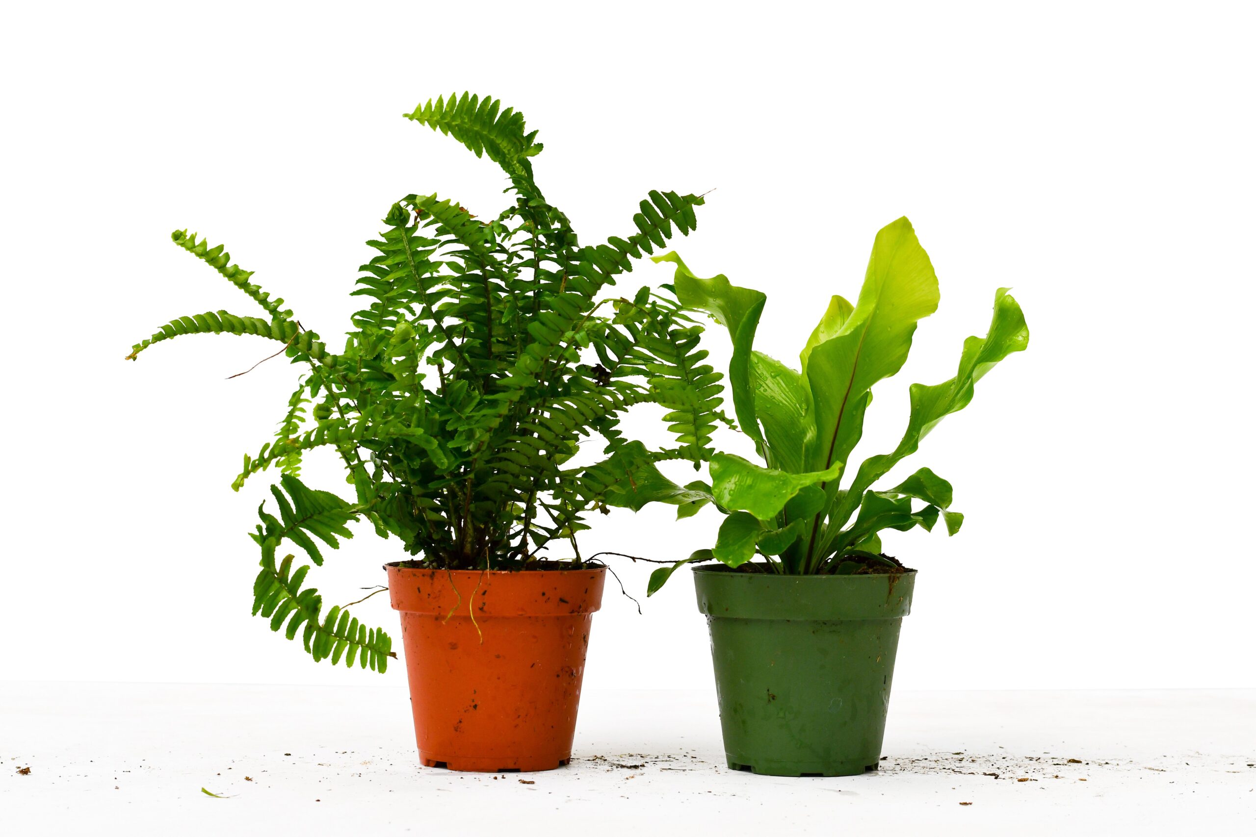 Two potted plants on a white background from a top plant nursery near me.