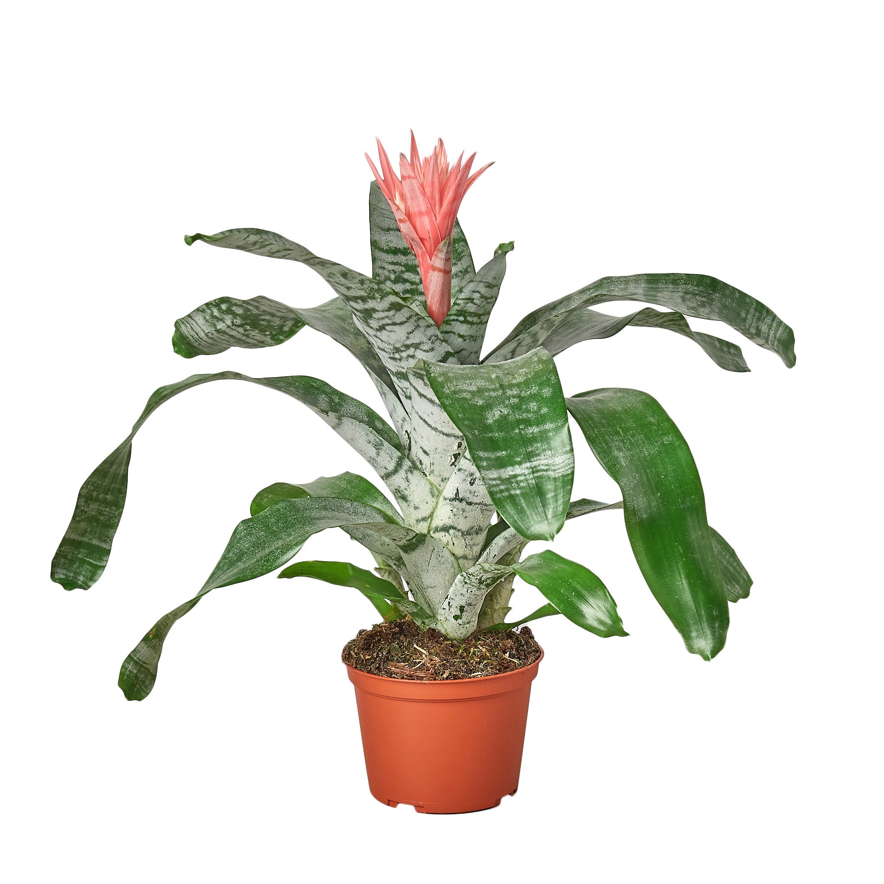 A plant in a pot on a white background, perfect for your best garden center near me.
