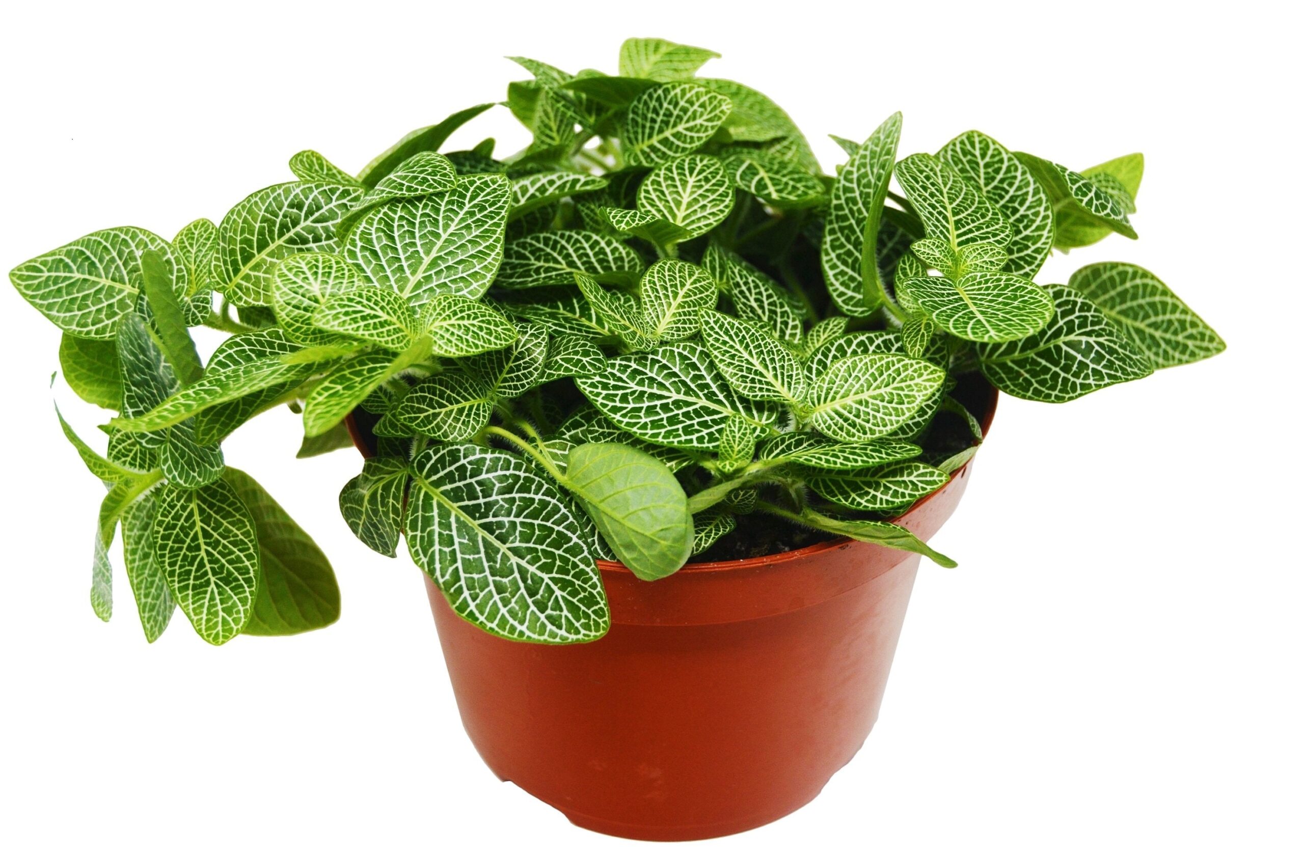 A potted plant with green leaves on a white background. Visit the best plant nursery near me for top-quality plants.