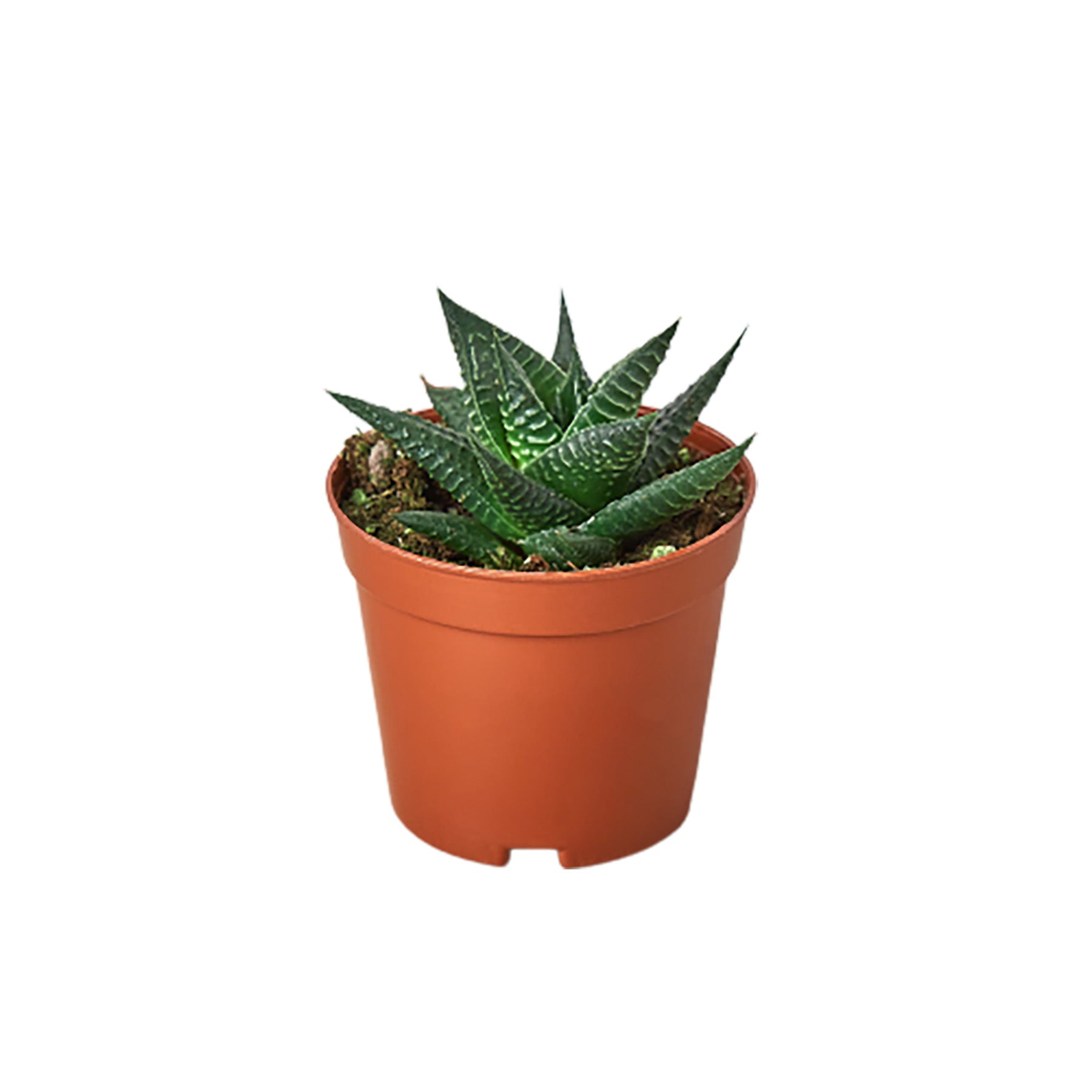 An aloe vera plant in a pot on a white background, purchased from one of the best garden nurseries near me.