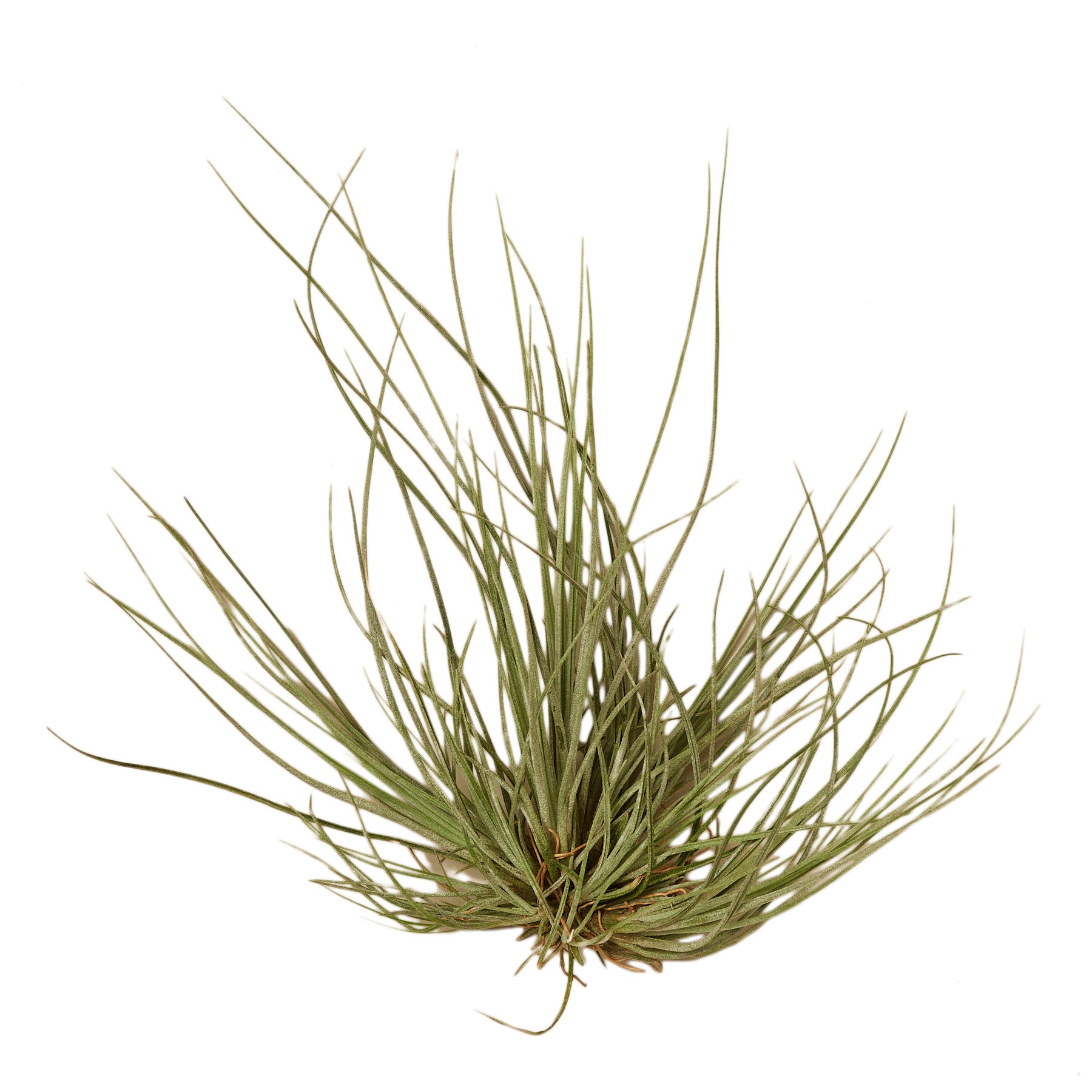 A small air plant on a white background, sourced from the best garden center near me.