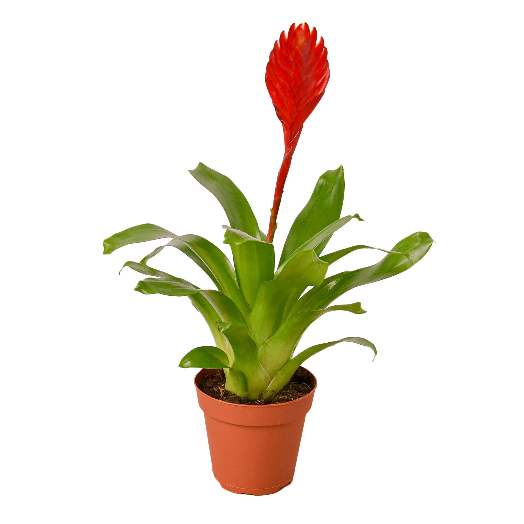 A red plant in a pot.