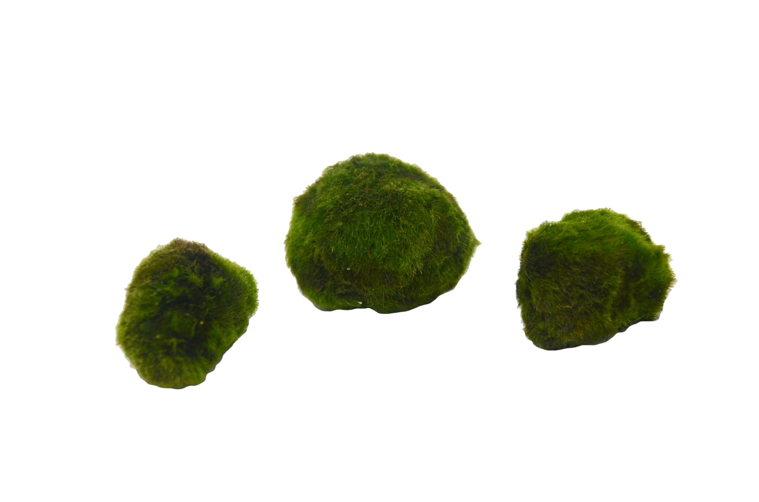 Three green moss balls on a white background at one of the best plant nurseries near me.